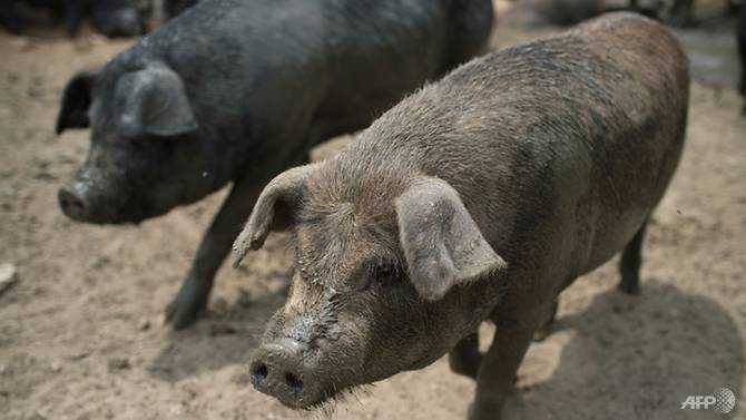 Indonesia investigates deaths of hundreds of pigs in Bali
