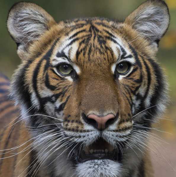 Tiger in NYC's Bronx Zoo lab tests positive for coronavirus
