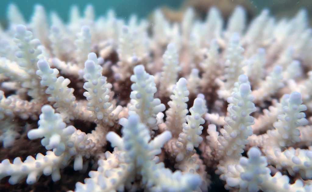There's hope for the fantastic Barrier Reef yet: New 'cloud brightening' project aims to save lots of vulnerable coral