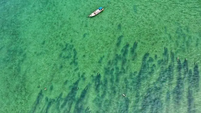 Herd of dugongs sighted off the coast of Thai island