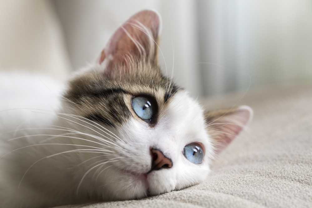 New York cats become first US pets to contract coronavirus
