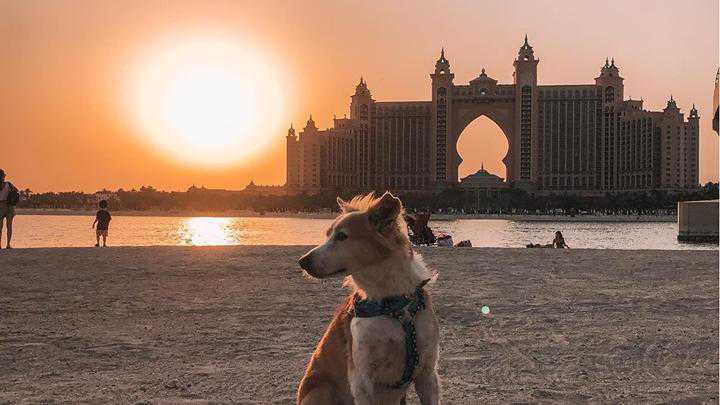 Dubai pet owners can now walk dogs on this Palm Jumeirah beach
