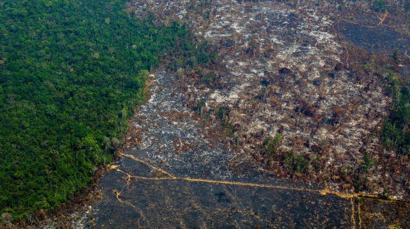 Brazil deforested 10,000 square km of Amazon rainforest in 2019 alone