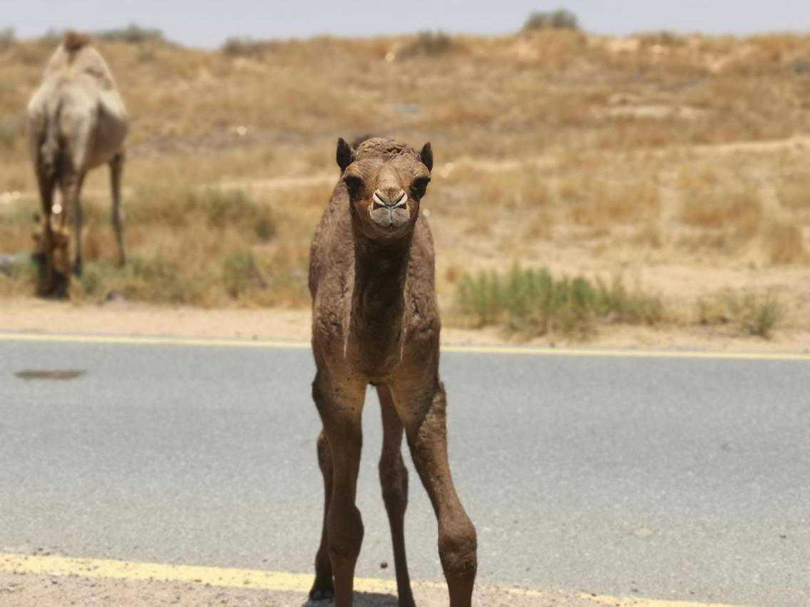 Welcome, Lulu: Baby camel born at Al Wadi Desert aspect reserve