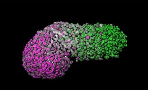 Scientists grow 'model' people embryos from stem cells