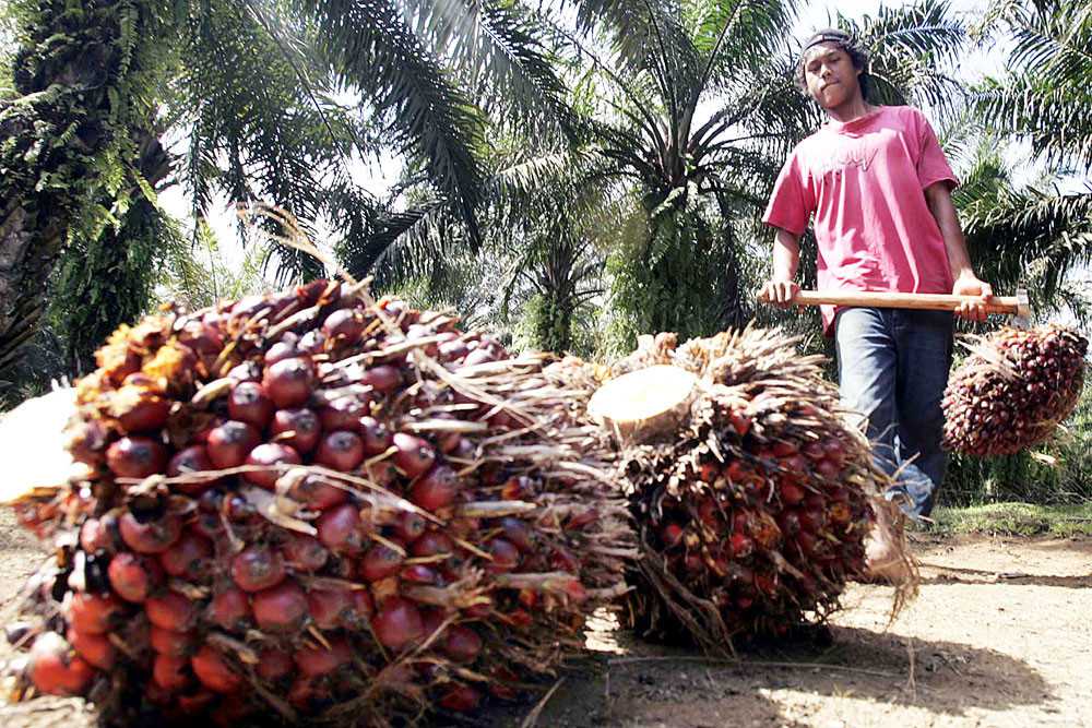Oil palm smallholders have problems with falling prices, pandemic restrictions