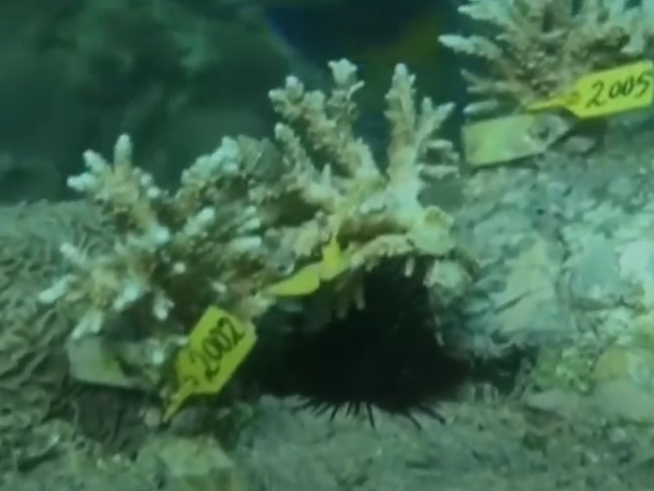Fujairah's divers build artificial 'mega reef' in a good bid to safeguard UAE sea life