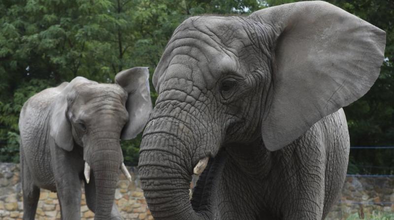Warsaw zoo tests aftereffect of hemp oil on elephants' stress