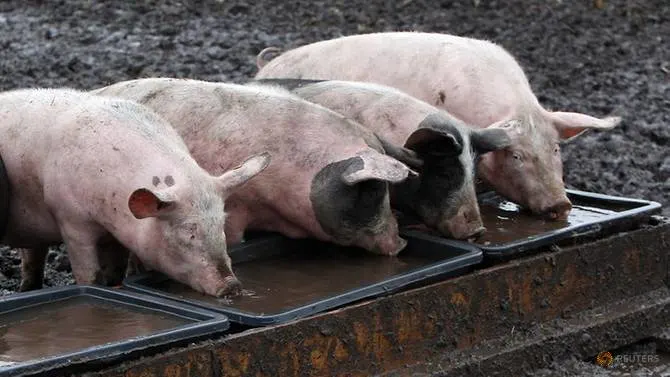 Japan suspends German pork imports after African swine fever case
