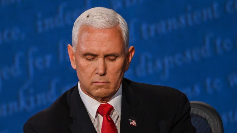 Fly creates buzz at US vice presidential debate - and online