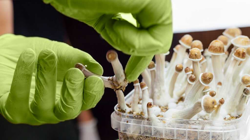 Magic mushroom remedy found effective for treating depression