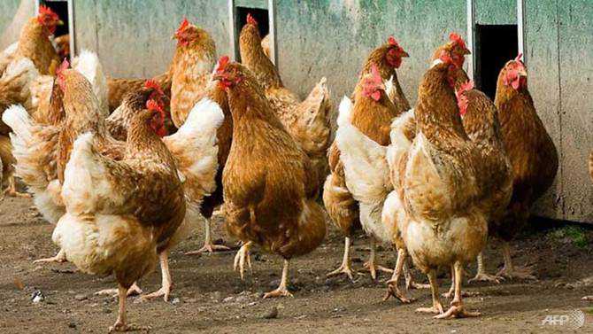 Japan bird flu outbreak spreads to farm in third prefecture