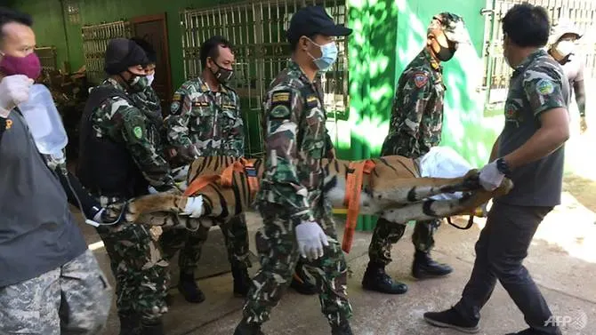 Tiger's severed head seized during Thai zoo raid