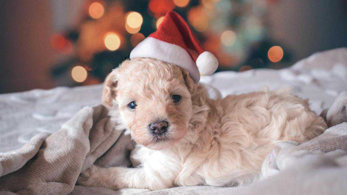 How to keep dogs and cats happy and safe during the festive season