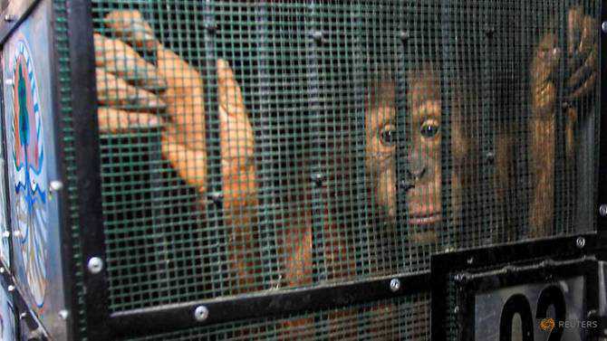 Smuggled orangutans start new lease of life after repatriation to Indonesia