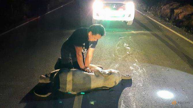 Thai baby elephant struck by motorbike survives after getting CPR