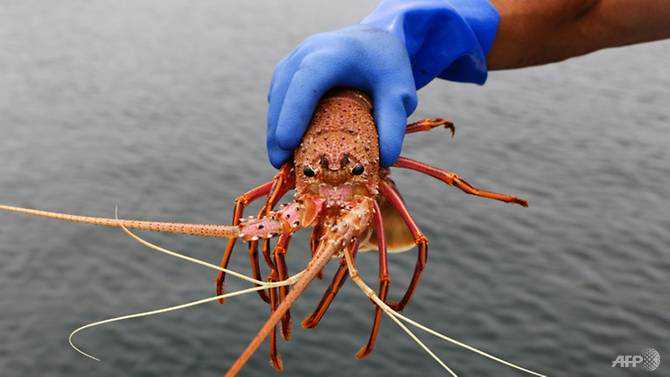 Australian lobster sector claws back trade after China ban