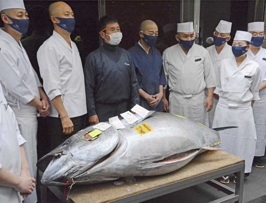 Tuna applies to cut-value ¥20.84 mil at Tokyo fish market's New Time auction