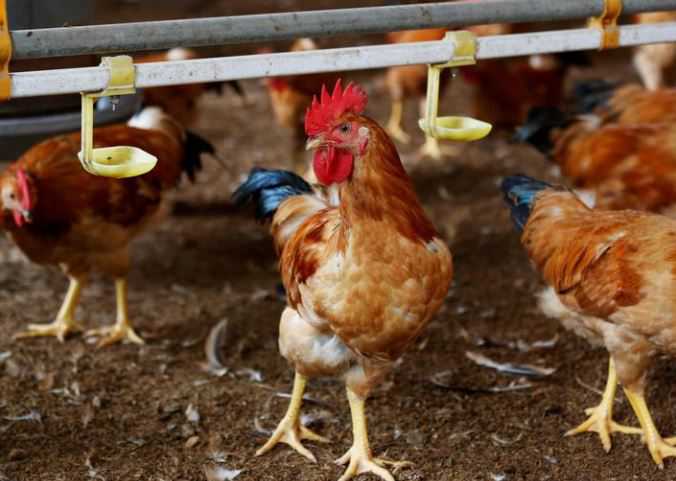 Reeling from coronavirus, Asia's poultry farmers battle bird flu outbreak