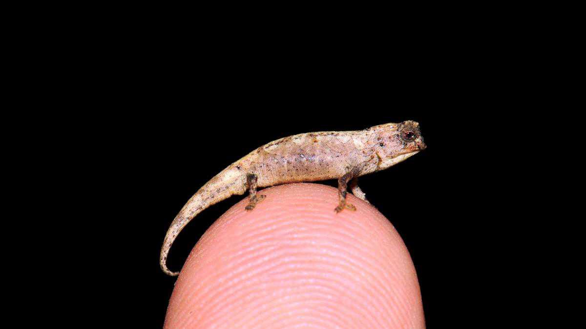 Nano-chameleon: World's tiniest reptile within Madagascar