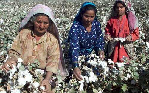 Cotton Trade Suffers Seeing that India-Pakistan Political Standoff Continues