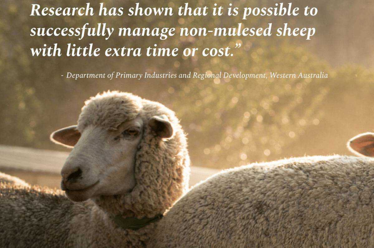 How brands can transition to pain no cost, non-mulesed sheep wool