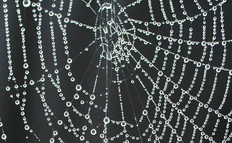 Researchers develop greenway for artificial spider silk
