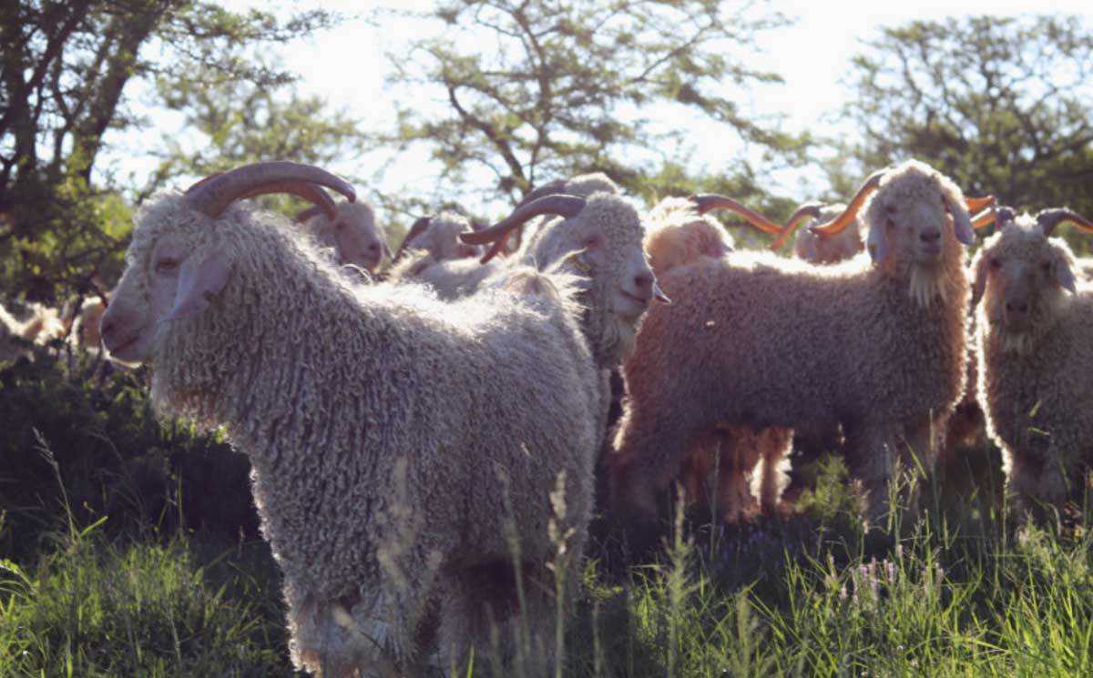 Textile Exchange releases latest Responsible Mohair Standard