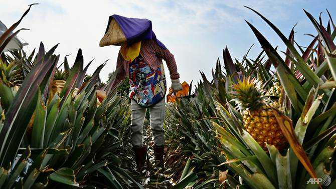 China ban sours Taiwan's 'freedom pineapple' harvest