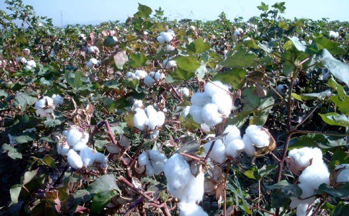 Gap Inc. increases determination to sustainable cotton
