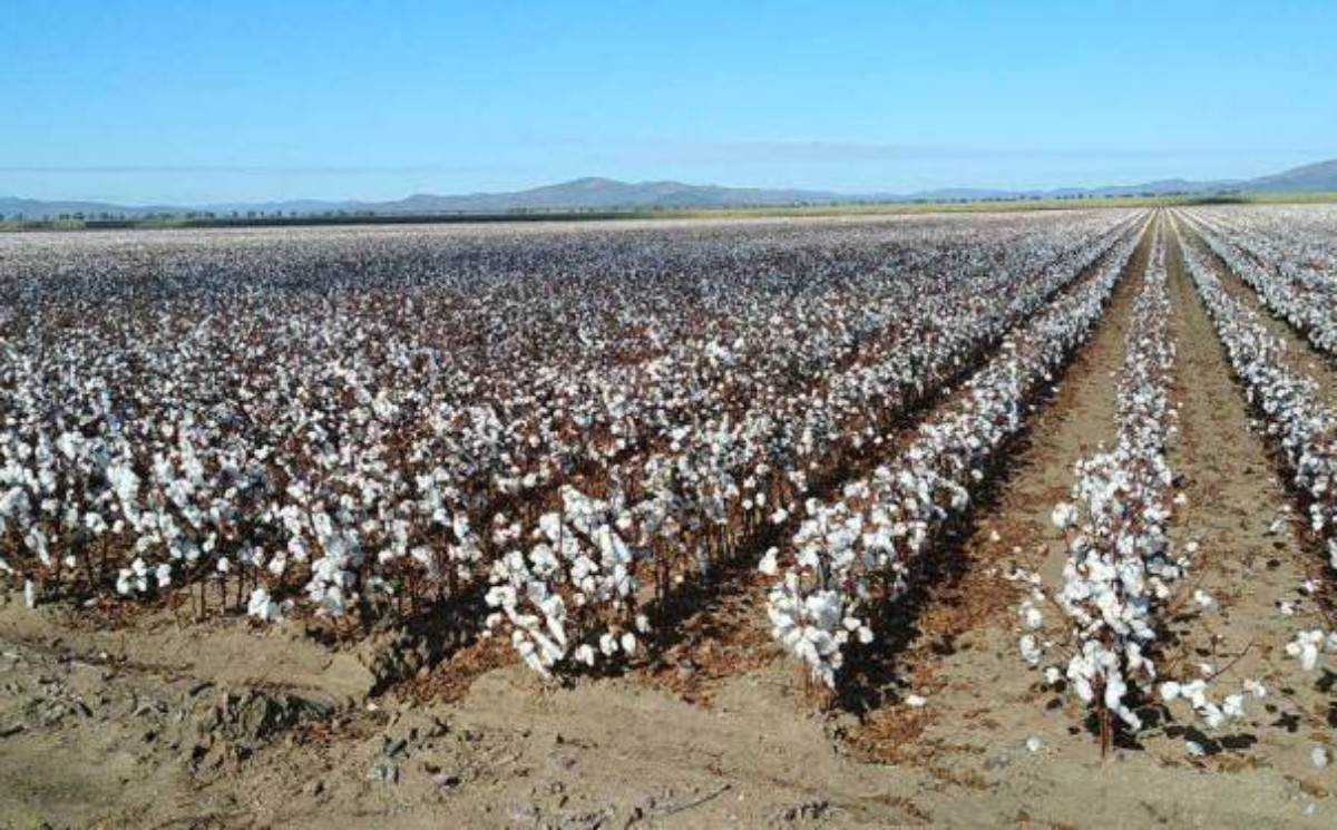 Australia seeks safe haven because of its cotton found in South East Asia as tariff battle with China escalate