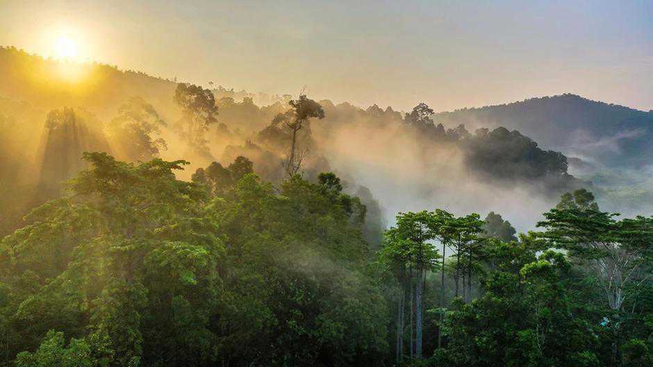 Corporates join forces around, UK and Norway to save lots of tropical rainforests