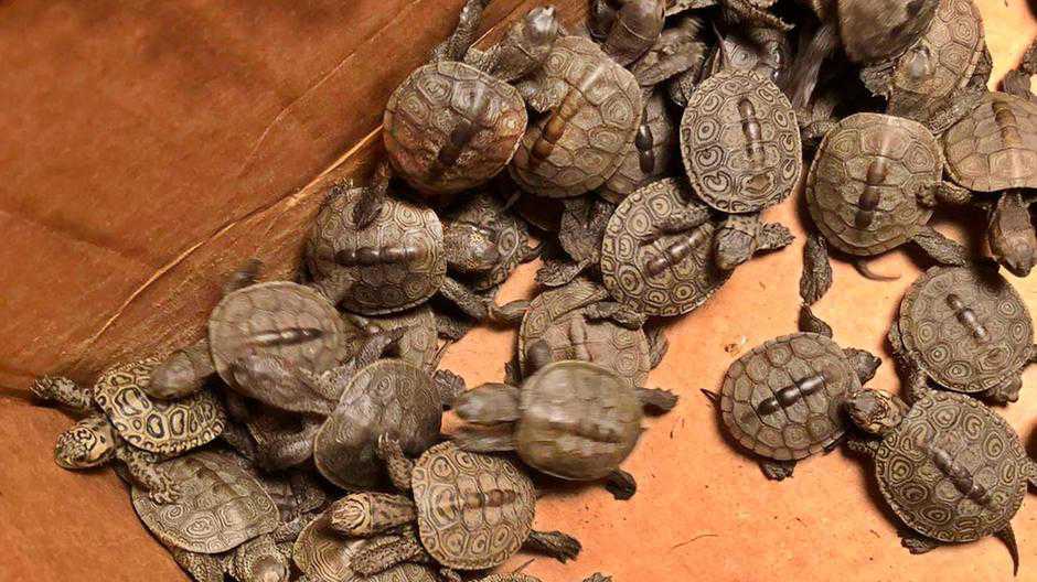 Cowabunga! A lot more than 800 turtles rescued from storm drains