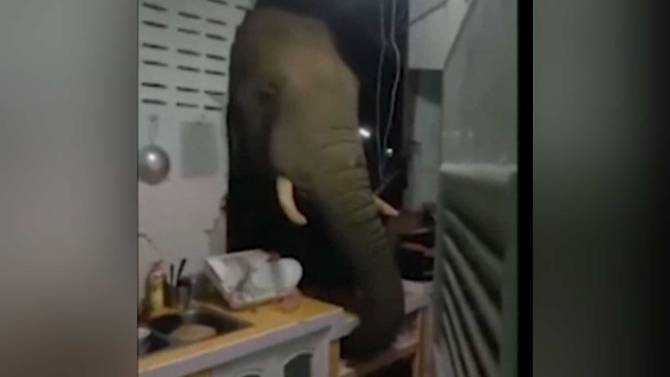 Elephant breaks into house in Thailand searching for food