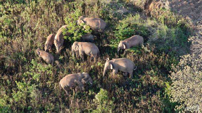 March of the elephants: China's rogue herd spotlights habitat loss