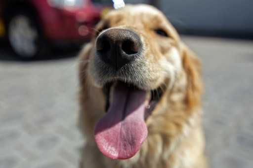 Bad dog? Research suggests superbug link to man's best friend