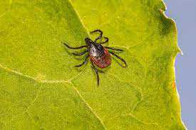 Lyme disease protection: No vaccine yet, but an antibody shot could soon provide a season of immunity