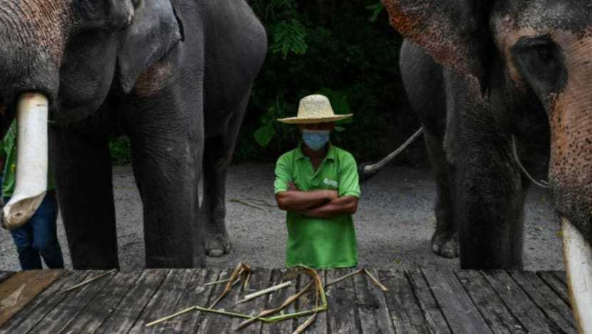 China villagers learn to live with the elephant in the room