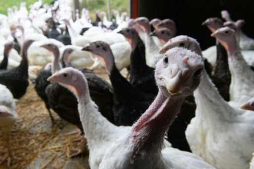 UK worker shortage threatens Christmas turkey supply