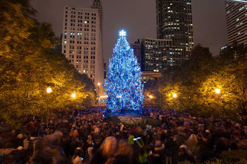 Chicago's official Christmas tree revealed, lighting ceremony returns to in-person event