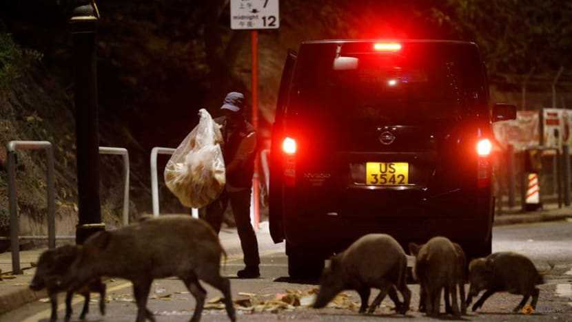 Hong Kong authorities begin boar hunt amid public safety fears