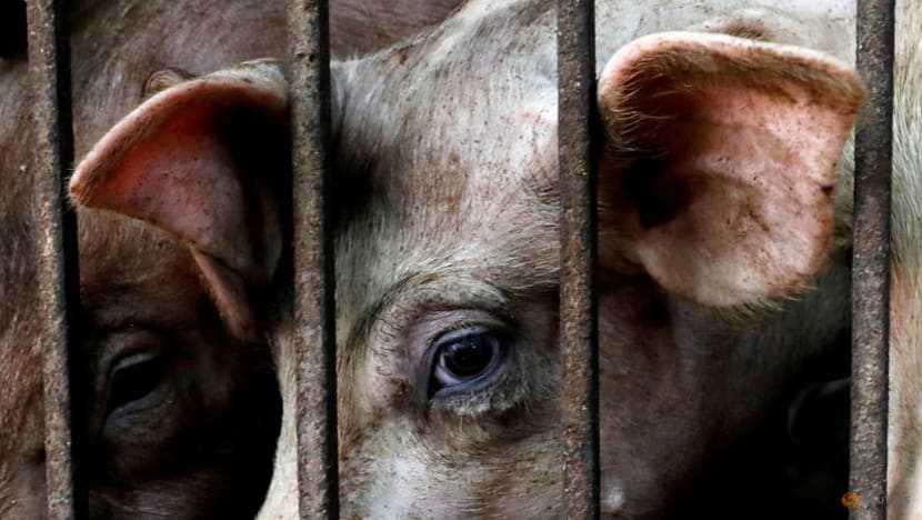 African swine fever outbreak spreading widely in Vietnam