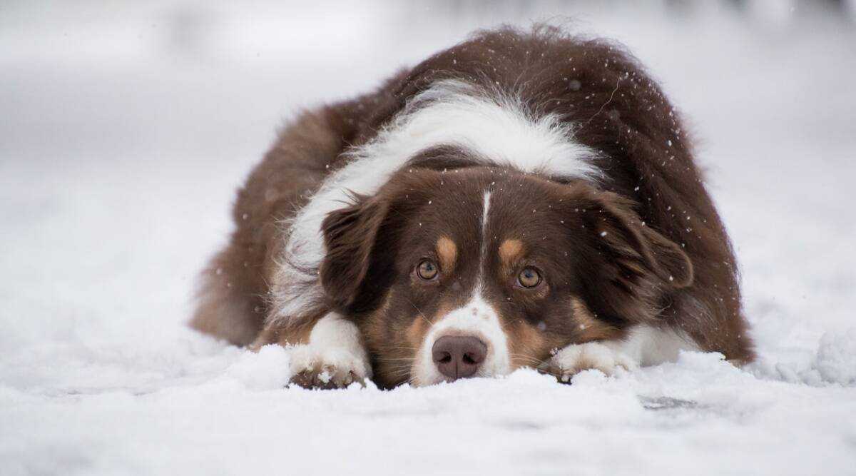 Effective tips to safeguard your pet against winter allergies