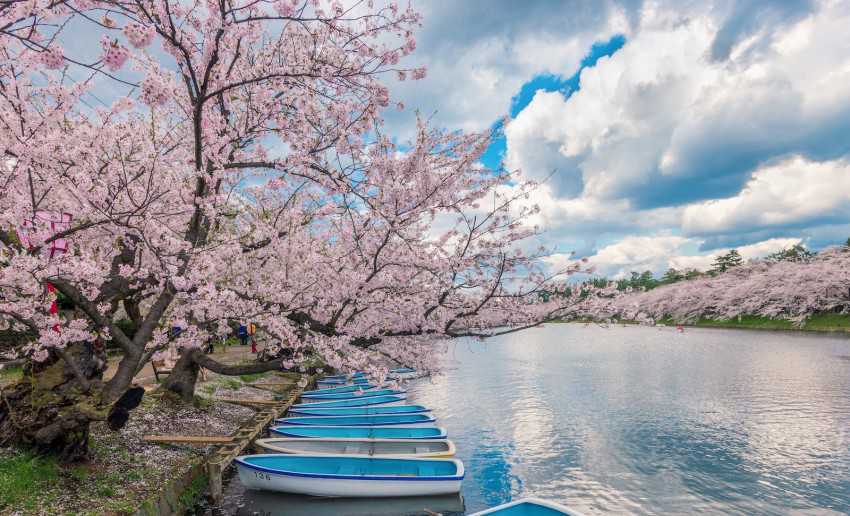 Chasing cherry blossoms in Tohoku