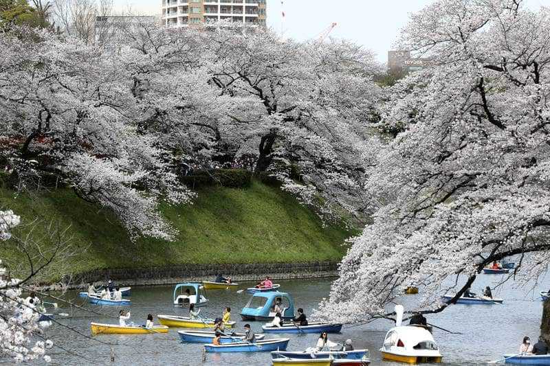 Japan's cherry blossom season gets under way - 600 sakura trees bloom in pink
