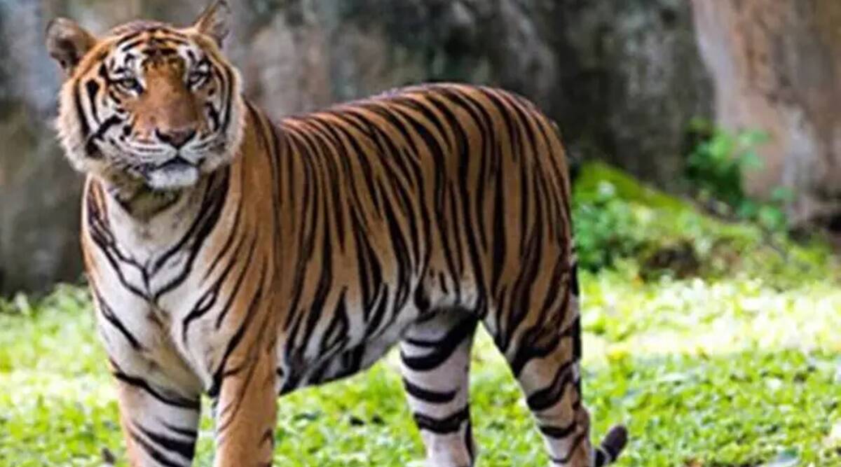 Rajasthan’s Ramgarh Vishdhari Sanctuary notified as tiger reserve