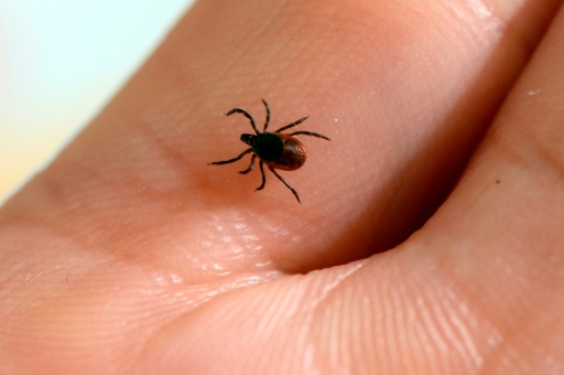 Over 14% of world's population has had Lyme disease: study