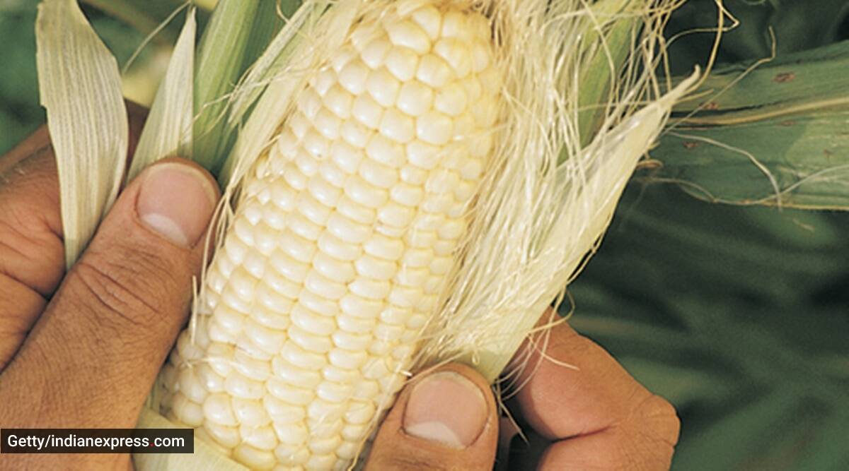 Desi white corn vs yellow American counterpart: Find out which is healthier