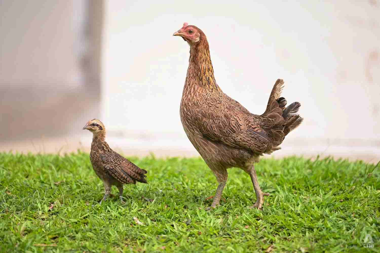 Keeping of poultry in HDB flats not allowed due to public health reasons: Tan Kiat How