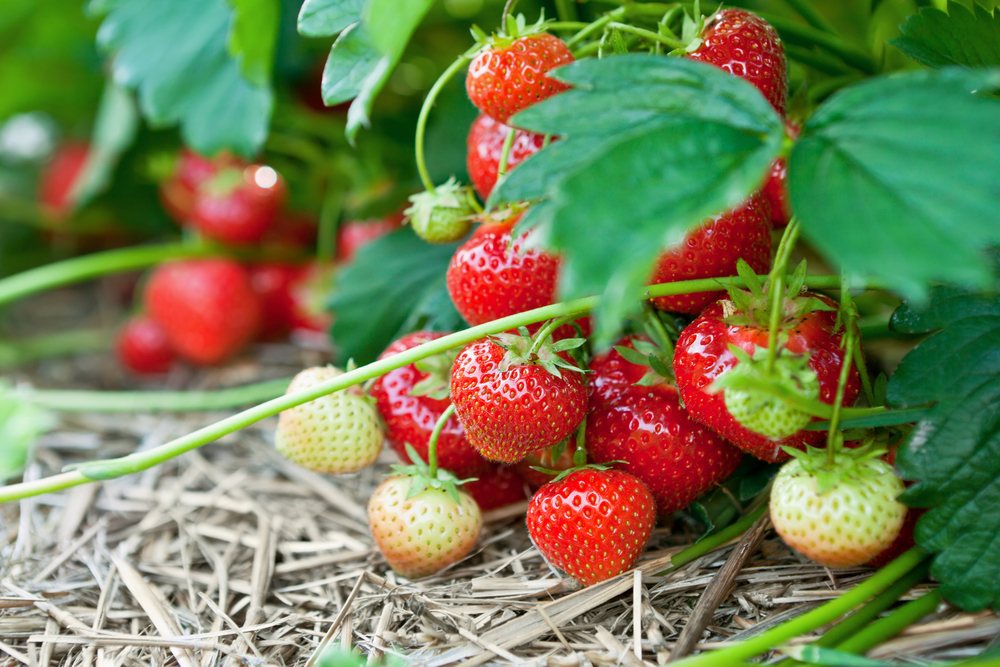 Can Strawberry Plants Survive Winter?